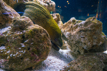 水槽の中のドクウツボ