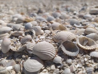 shells on the beach