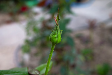 Young rose sprout