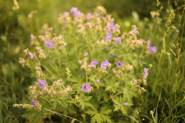 Obraz premium Blurred background. Field summer purple flowers on a green background. Meadow geranium. Copy space.