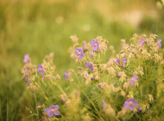 Blurred background. Field summer purple flowers on a green background. Meadow geranium. Copy space.