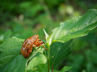 葉っぱの上に残された蝉の抜け殻