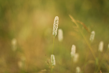 Blurred background. White flowers on a green background. Summer concept. Copy space.