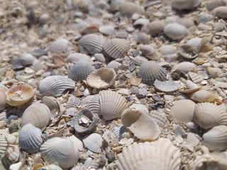 shells on the beach