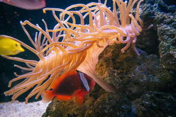 水槽の中に泳ぐハマクマノミとイソギンチャク