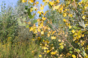 yellow poplar tree leaves on branch selective focus