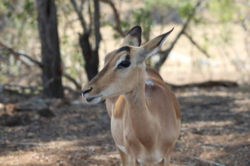 Polokwane, Limpopo, South Africa, November, 2019 - Impala in the jungle, on the nature, green trees in the wild nature 