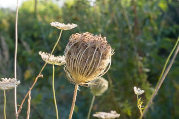 Daucus carota, wild carrot, bird's nest, bishop's lace white flowers macro selective focus