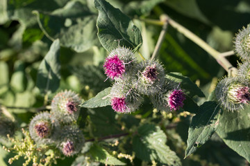 Cirsium vulgare, the spear thistle flower macro selective focus