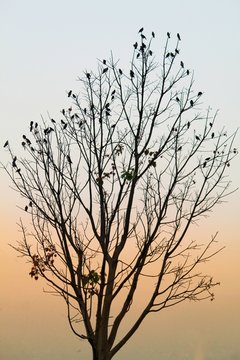 birds sitting on a tree silhouette against sunset hd