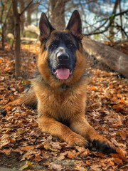 Dog lying in Autumn leaves