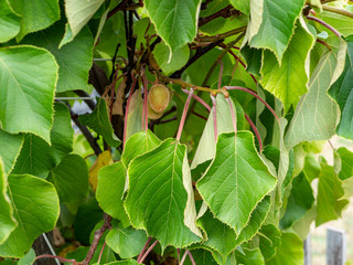 Kiwis hanging from the kiwi bush in the garden