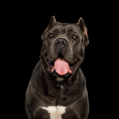 Portrait of Cane Corso Dog, Studio shot on Isolated black background