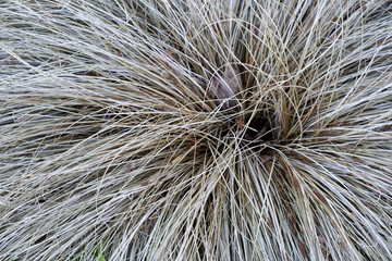 Bush of dried long grass. Natural seasonal background.
