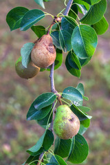 Bacterial diseases of the pear tree manifest as lesions or rotting of green fruit