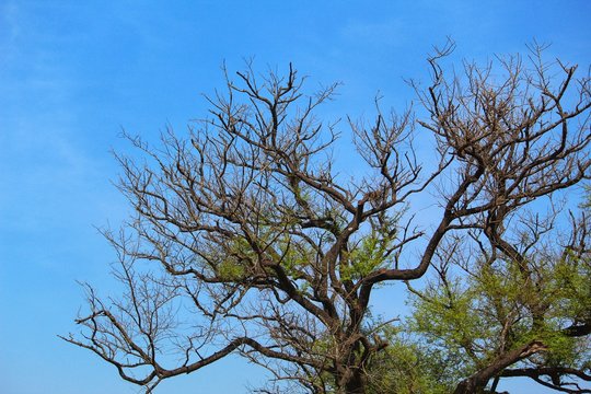 leafless tree in blue sky at background bird sitting on tree on blue sky background tree with blue sky background HD wallpaper