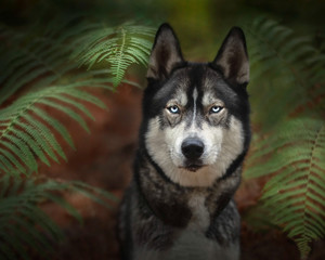 Obraz premium Husky dans les fougères landaises