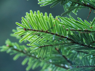 Macro : goutte d'eau sur une branche de sapin