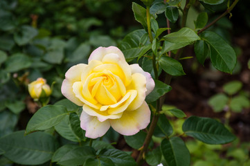 white tea rose on green background