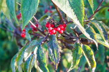 red berries on a branch
