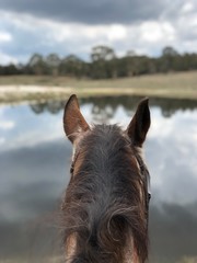 Horse looking to the water from the riders perspective
