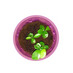 Tangerine sprouts in a flower pot.