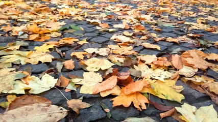 autumn leaves in the snow