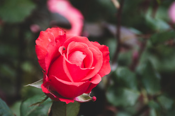 beautiful red roses in garden
