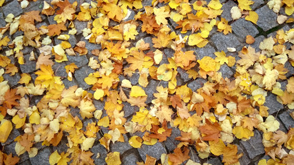yellow autumn leaves