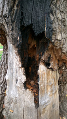 tree bark texture