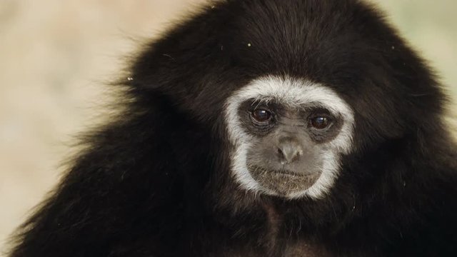 Black gibbon in the wild, sitting on tree, eating and looking around. Wild nature stock footage.