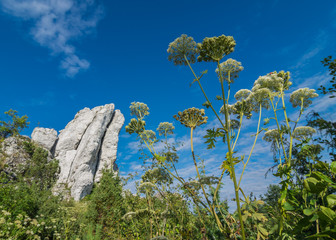 skała Płetwa w Skałach Rzędkowickich 1 © Campanelli - TK