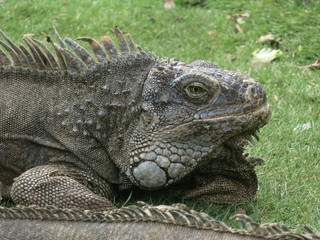 Iguana