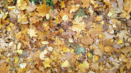 autumn leaves background