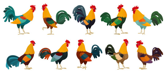 Vector illustration collection of roosters in cartoon style. A set of 10 bright different roosters, as a symbol or mascot, for children's books and cards with letters