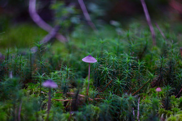 mushroom in the grass
