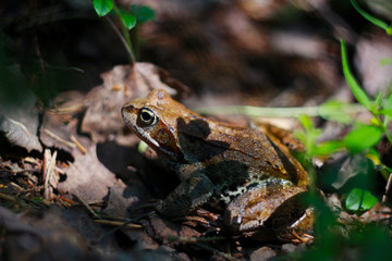 frog in the grass