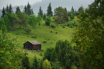 Obraz premium Rural barn on the slope of green mountains and grazing horses and horses in the meadow.