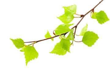 Birch leaf isolated on a white background