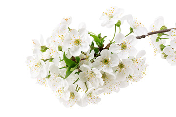 white flowers blossoms isolated on white background
