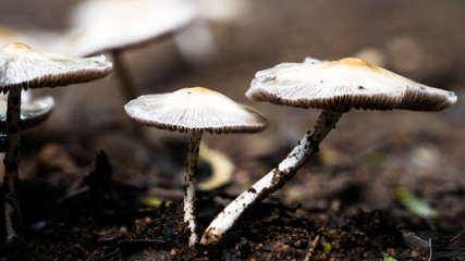 mushroom in the woods
