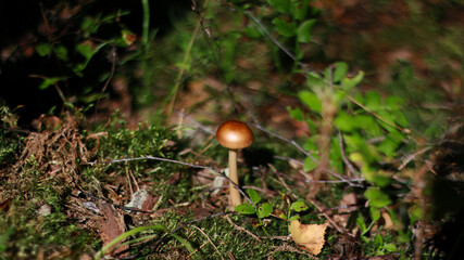 mushroom in the forest