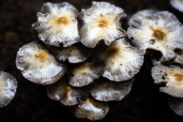 mushrooms on the ground