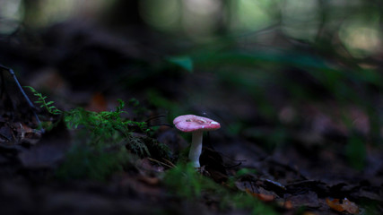 mushroom in the forest
