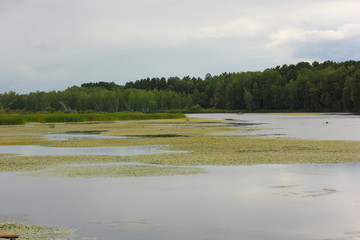 river backwater with water lilies and forest in the background