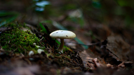 mushroom in the forest