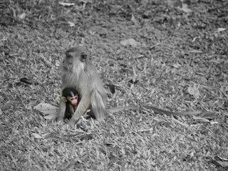 Monkey with Baby