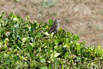 bird in the grass 