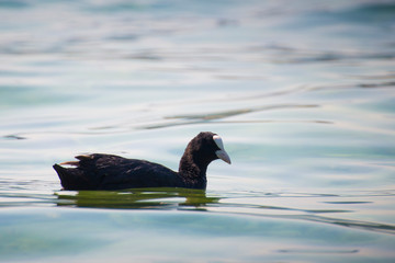 An adult common coot (fulica atra) swimming in the blue waters of garda Lake, Italy. Profile portrait.