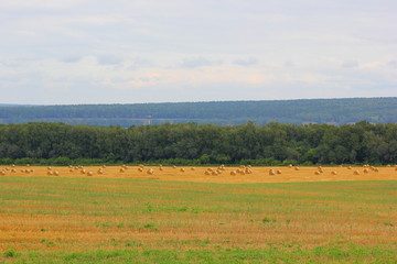 Fototapeta premium yellow haystacks on the field and forest in the background